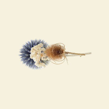 Minimal Botanical Background with Copy Space &ndash; Globe Thistle, Teasel and Dried White Allium Bloom on Warm Beige Centre of the Page Composition