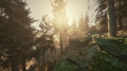 Obraz premium Golden sunlight penetrates the trees in a lush forest, casting soft shadows on the mossy rocks. The stillness of morning enhances the beauty of nature all around.