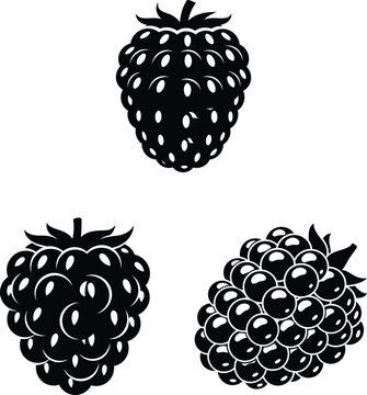 blackberries with leaves on white background