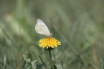 White butterfly perched on vibrant yellow dandelion flower surrounded by green grass in a natural outdoor setting during a sunny day