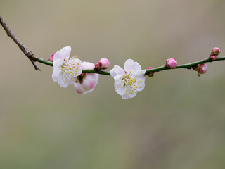 美しい梅の花
