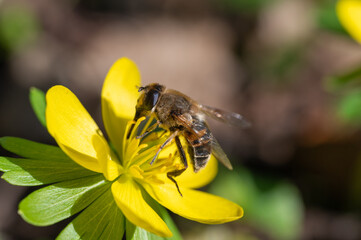 Wildbiene auf Winterling © WR
