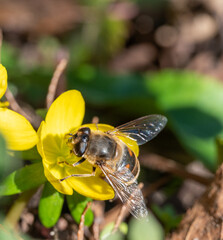Wildbiene auf Winterling © WR