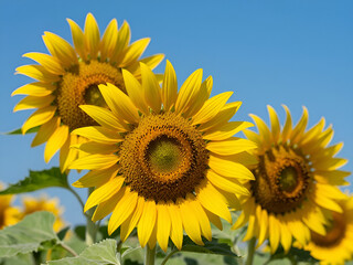 Naklejka premium sunflower of blue sky