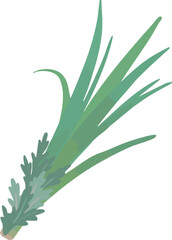 端午の節句の軒菖蒲（菖蒲と蓬）フラットなベクターイラスト 日本の伝統行事素材　Shobu and Mugwort Bundle for Tango no Sekku, Flat Vector Illustration © HIROTA Azusa