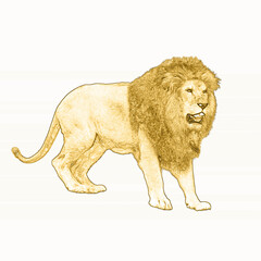 lion coloring picture mockup design © Salman