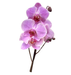Beautiful branch of pink Phalaenopsis orchid flowers with buds isolated on white background. Elegant tropical moth orchid for wedding, spa, floral design, and greeting card decoration