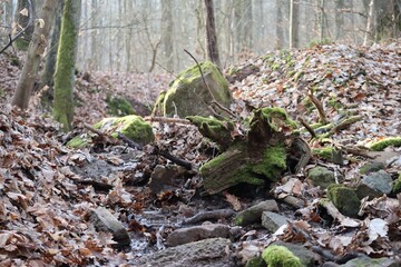 Obraz premium Low water in the Forest stream