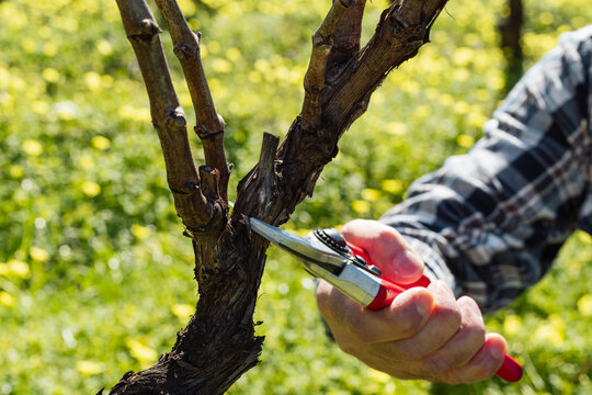 Close-up of the hands of the winemaker pruning the vineyard with professional steel scissors. Traditional agriculture. Winter pruning, Guyot method.