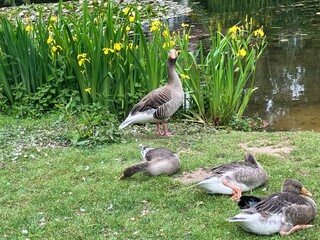 das Reich der Gänse © Gitte