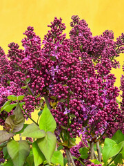 Fototapeta premium Lilac flowers are growing in clusters with their rich purple color popping against a bright yellow wall. The scene captures the essence of spring in a garden