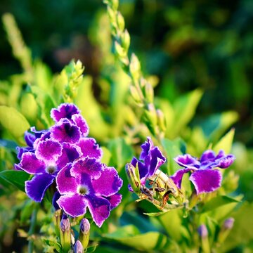Purple Duranta Flower Blooming in Tropical Garden with Green Bokeh Background