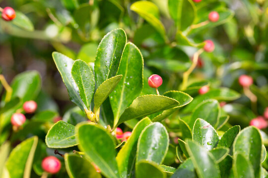evergreen euonymus japonicus on the green leaves background