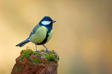 Great Tit (Parus major) perched on a mossy rock with a soft bokeh background. © WojtekWildlife