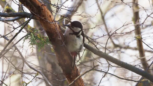 Great spotted woodpecker searching for food on dry plum tree trunk in winter, Dendrocopos major