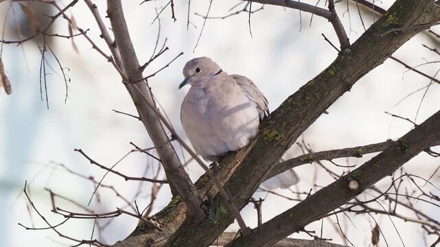 Eurasian collared dove (Streptopelia decaocto) on a branch in winter and rooks  on the background sound.