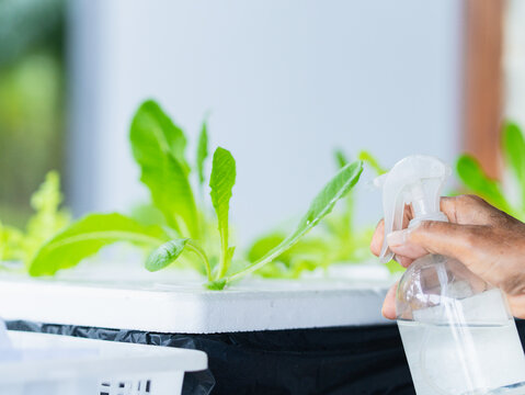 Active lifestyle small business people working in garden vegetable hydroponic at home in holiday. Farmer use fertilizer with organic crop. Environmental sustainable 