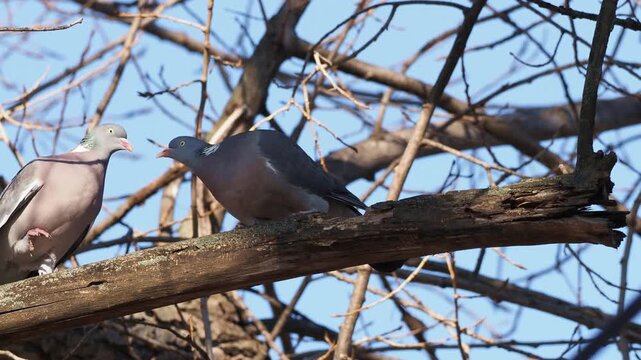 Common wood pigeon pair feeding behavior, Columba palumbus, male feeding female during breeding season