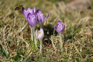 Fioletowe krokusy © Sławek