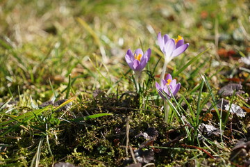 Fioletowe krokusy © Sławek