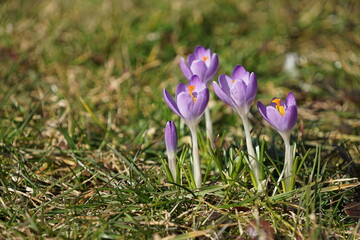 Fioletowe krokusy © Sławek