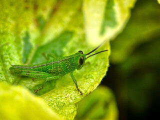 Fototapeta premium a vibrant green grasshopper rests delicately on the tip of a glossy leaf.