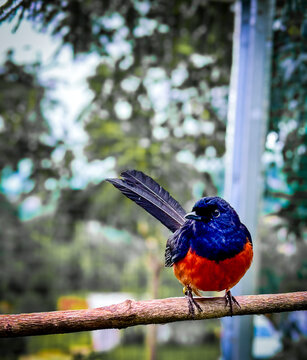 The White-rumped shama staring calmly prepare its melodious song.