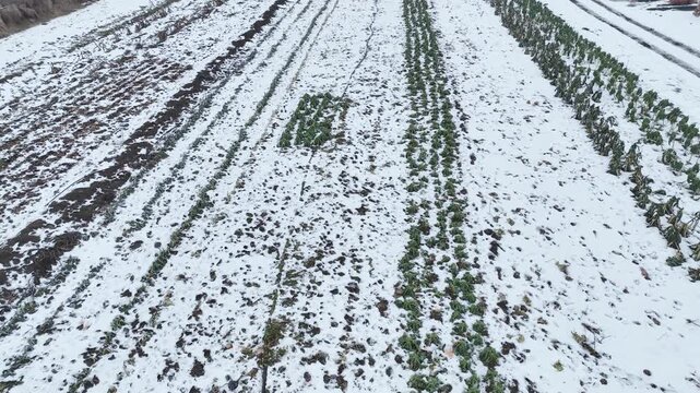 Garden winter field farm covered kale bio Brassica oleracea white snow cow dung fertilizer natural ice form on land with rich in minerals soil enhancer sustainable agriculture ecological economic