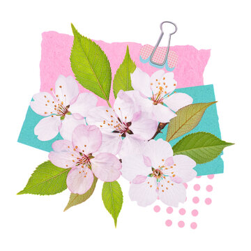 Pink cherry blossoms with green leaves on colorful paper background with paperclip pink flowers