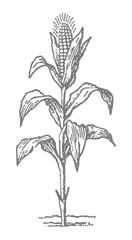 Naklejka premium Vintage illustration of a single corn plant with a mature ear of corn and green leaves.