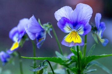 Lovely pansies in a garden bed. Floriculture, landscape design, gardening. © Marina