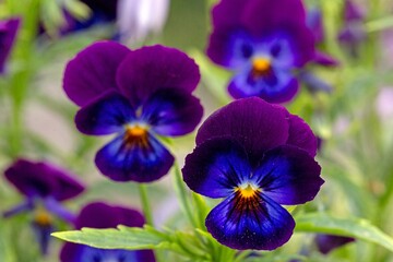 Lovely pansies in a garden bed. Floriculture, landscape design, gardening. © Marina