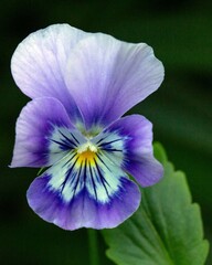 Beautiful pansies. Floriculture, landscape design, gardening. © Marina