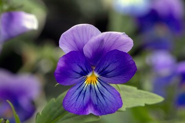The beautiful pansy flower. Floriculture, landscape design, gardening. © Marina