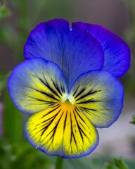 The beautiful pansy flower. Floriculture, landscape design, gardening. © Marina