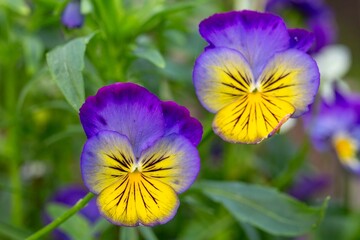Lovely pansies in a garden bed. Floriculture, landscape design, gardening. © Marina
