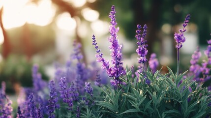 Obraz premium Purple lavender flower blooming garden with bright sunlight. Natural floral background for calm and relaxation. Summer bloom.