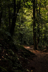 Fototapeta premium path in the jungle
