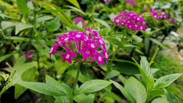Vibrant pink star cluster Pentas flowers swaying in a summer garden with lush green foliage