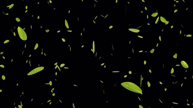 緑の葉が奥から手前に舞って飛んでくる、4K画質、背景透過のループ映像素材