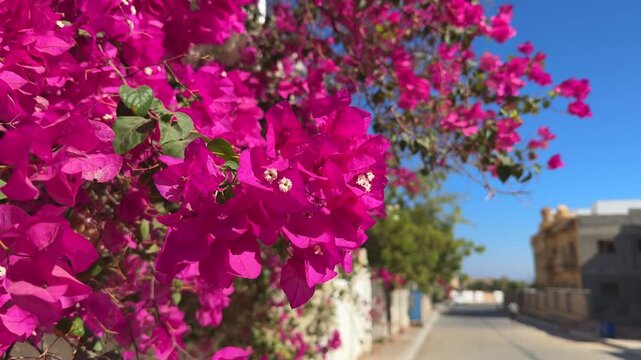 Bougainvillea Bush in Full Bloom on Street Corner with Blue Sky and White Building