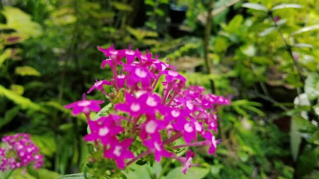 Vibrant Purple Pentas Star Flowers Cluster Macro Close-up on Background