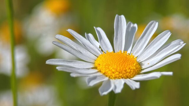 White daisy flower head with vibrant yellow center in meadow, close-up, natural lighting. Mindfulness & Intricacy.