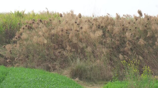 Dense Dry Reed Beds and Wild Shrubs Along Wetland Area &mdash; Natural Habitat Vegetation and Marshland Landscape