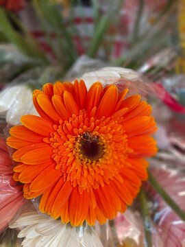 Beautiful cosmos flower for a gift packet. Top view floral decoration item