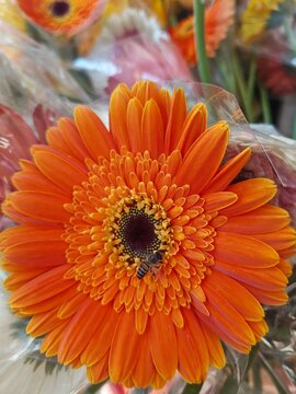 Beautiful cosmos flower for a gift packet. Top view floral decoration item