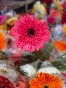 Beautiful red cosmos flower for a gift packet. Top view floral decoration item