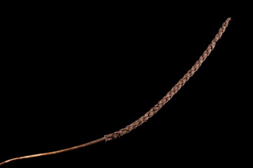 Sea Plantain (Plantago maritima). Infructescence Closeup © Valery Prokhozhy