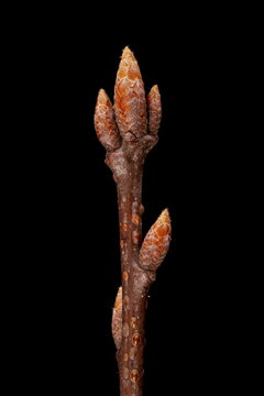 Northern Red Oak (Quercus rubra). Wintering Twig Apex Closeup