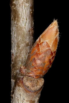 Northern Red Oak (Quercus rubra). Lateral Bud Closeup